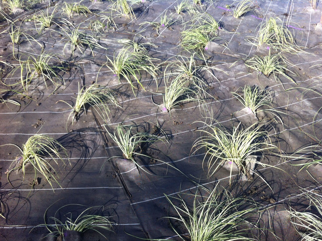 Toile de paillage synthétique ou biodégradable ?